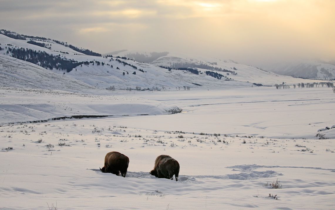 Bison feed in deep snow